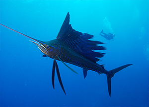 Big Game Fishing, Mauritius